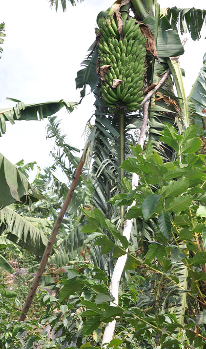 agro tourism in uganda